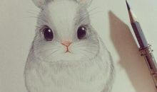 我最喜爱的小动物