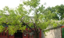 只要那棵枣树还在