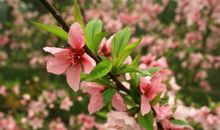 春天进行时_1200字