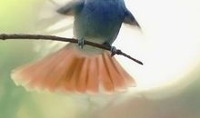 我是一只特殊的鸟儿