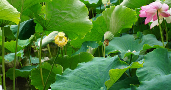 莲花·莲花·泥