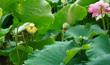 荷花·荷叶·淤泥