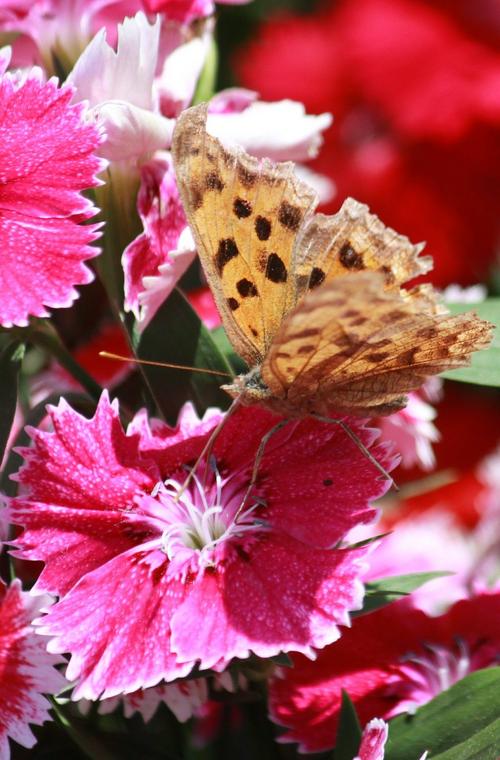 春天开花