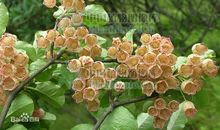 灯笼树下的愿望