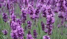 薰衣草——九尾狐_250字