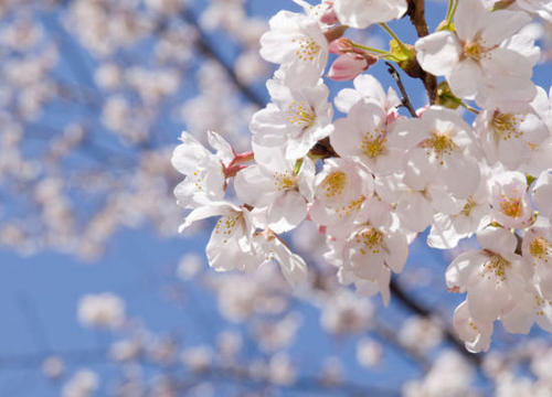 樱花