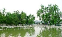 家乡的红树林