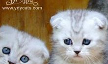 读《束氏畜猫》后感