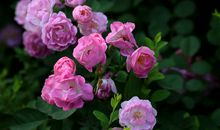 心中自有芳香开