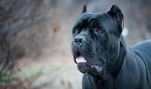 人类真诚的朋友——狗