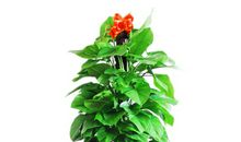 我喜欢的植物——吊兰