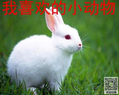 我最喜欢的动物