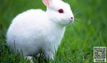 我喜爱的小动物