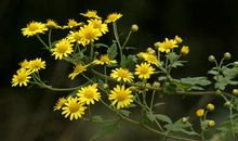 最吸引我的野菊花