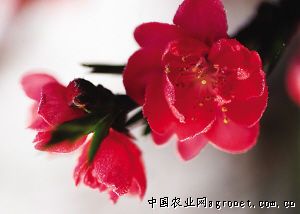 春天的标点