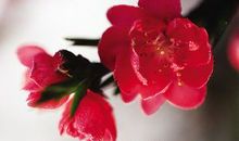 春天里的标点符号