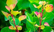 我喜欢的一种植物