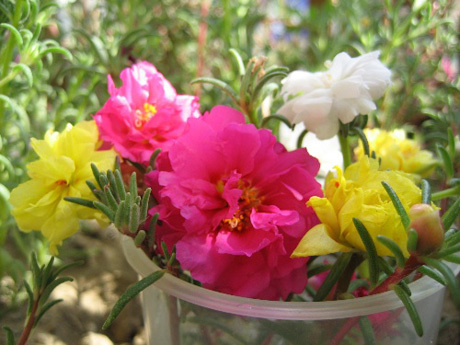 花，露水与生命