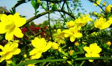 最吸引我的迎春花