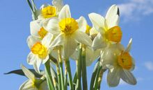 水仙终于开花了