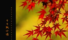 秋天的枫叶情_900字