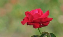 花儿开放的季节_900字