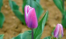 我与春天撞了个满怀