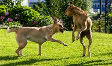 第一次与狗斗争