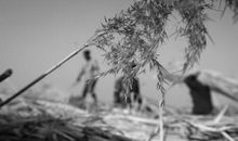 在那芦花飞舞的年代_1000字