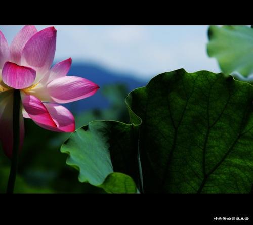 那朵莲花