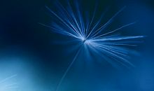 因为有梦，所以要飞