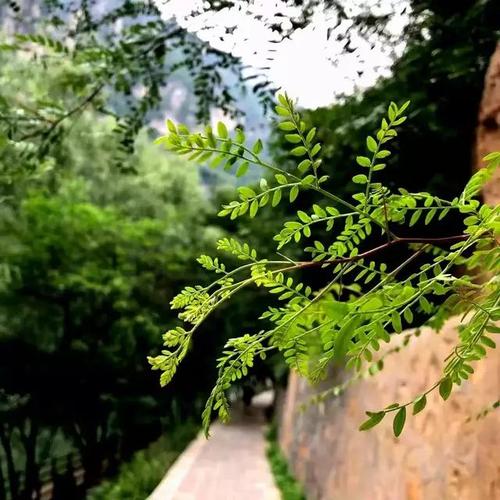 奶奶的故乡的味道