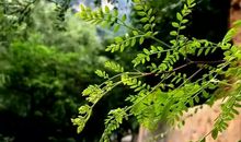 奶奶家乡的味道