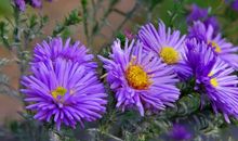 家乡在四季中绽放