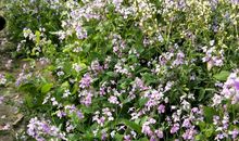 倾听花开花落的真谛