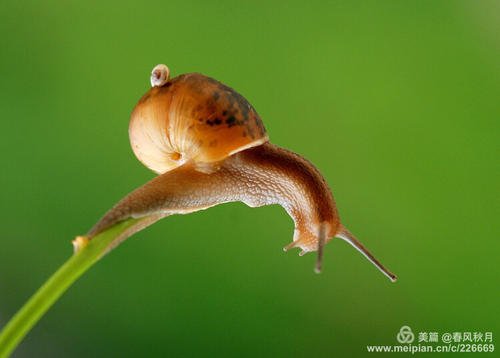 蜗牛的启示