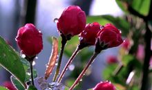 心中待放的花蕊