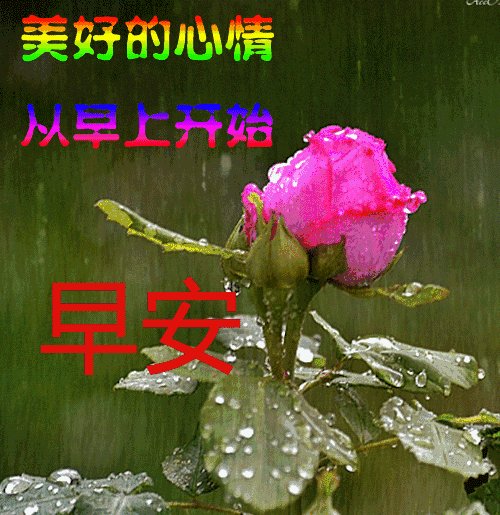 [2015新年祝福]友谊之花_500字