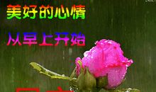 [2015新年心愿]友谊之花_500字