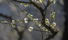 梅花香自苦寒来