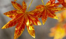 树叶的遐想_400字