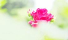 我倾听书乡花落的声音