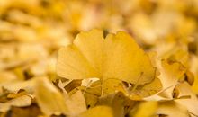 冬日里的银杏树