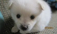 我最喜欢的动物