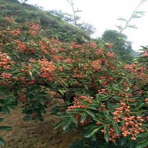 胡椒树