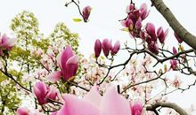 春天啊，真美丽！_900字