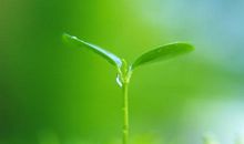 我们不再是嫩芽