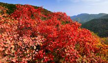 香山的叶子_450字