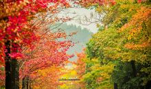 《在秋天里漫步》诗歌