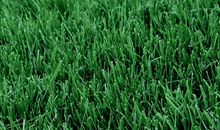 大自然中的绿色——小草